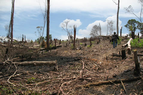  Deforestasi Terburuk, Indonesia Susul Brazil